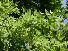 Boxelder (Acer negundo)